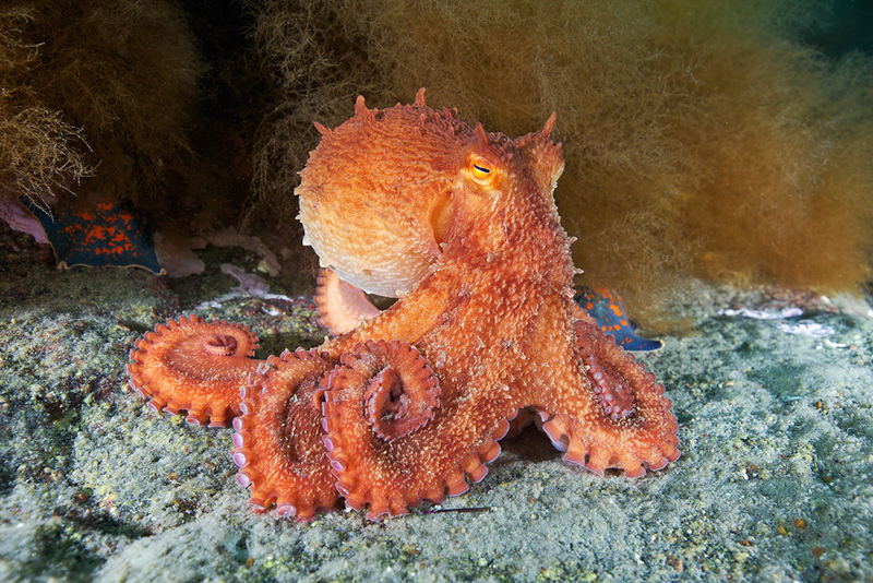 Illustration for article titled Perhaps the Most Beautiful Undersea Photography We've Ever Seen